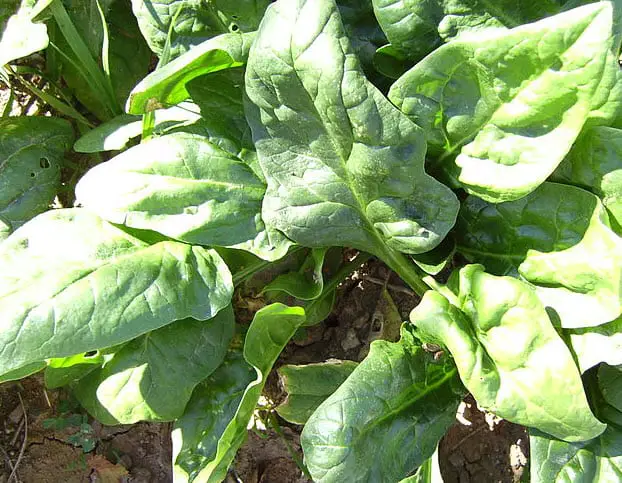 Spinach Proteins Help with Harnessing Solar Energy